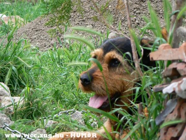 Castor , a h�tlen 