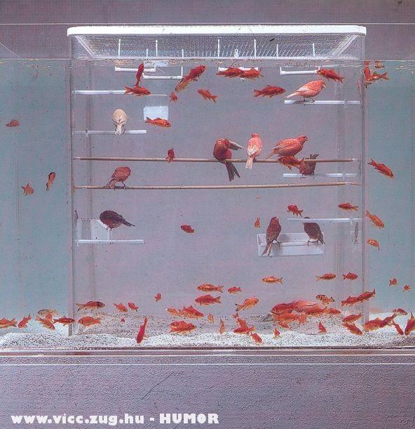 Akv�rium vagy kalitka