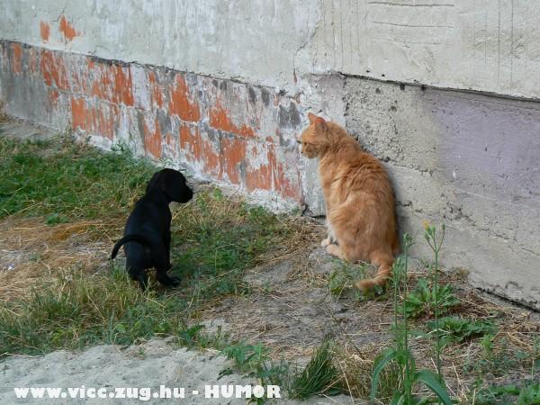 Kutya macska bar�ts�g :