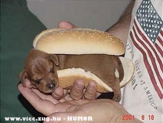Hot Dog - jujj