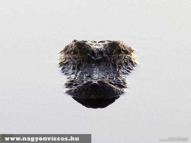 Kroki Kroki